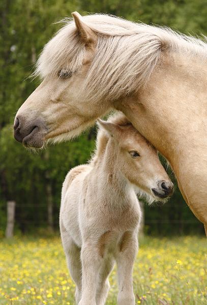 Lysir von Heidmoor und Ljoska von Heidmoor (7).jpg
